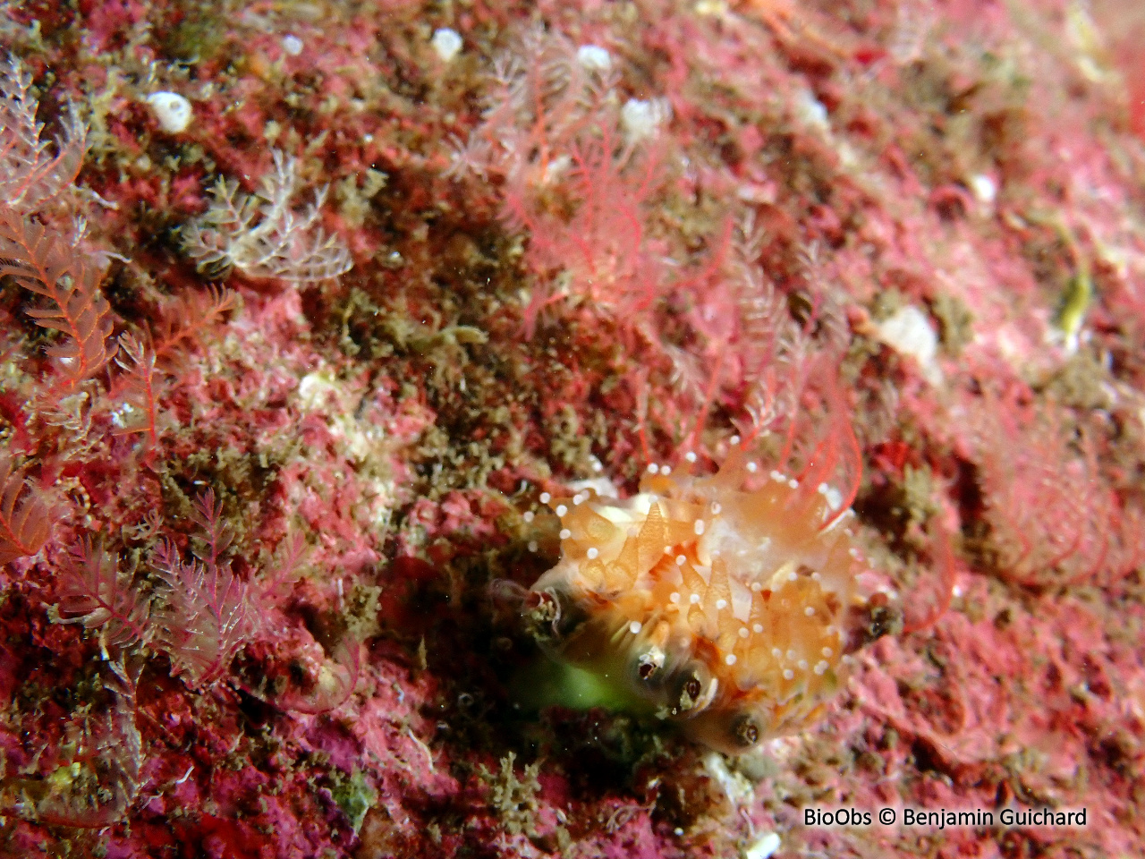 Balane du madrépore oeillet - Adna anglica - Benjamin Guichard - BioObs