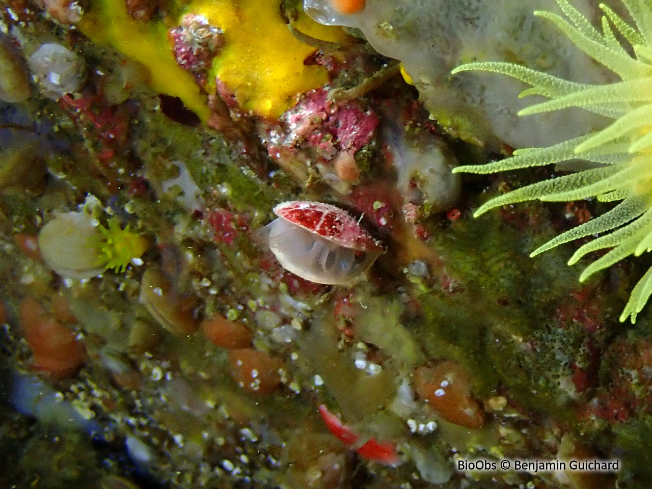 Brachiopodes - Brachiopoda spp - Benjamin Guichard - BioObs