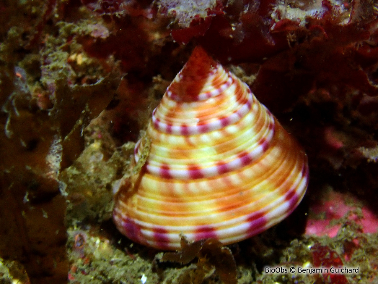 Troque jujube - Calliostoma zizyphinum - Benjamin Guichard - BioObs