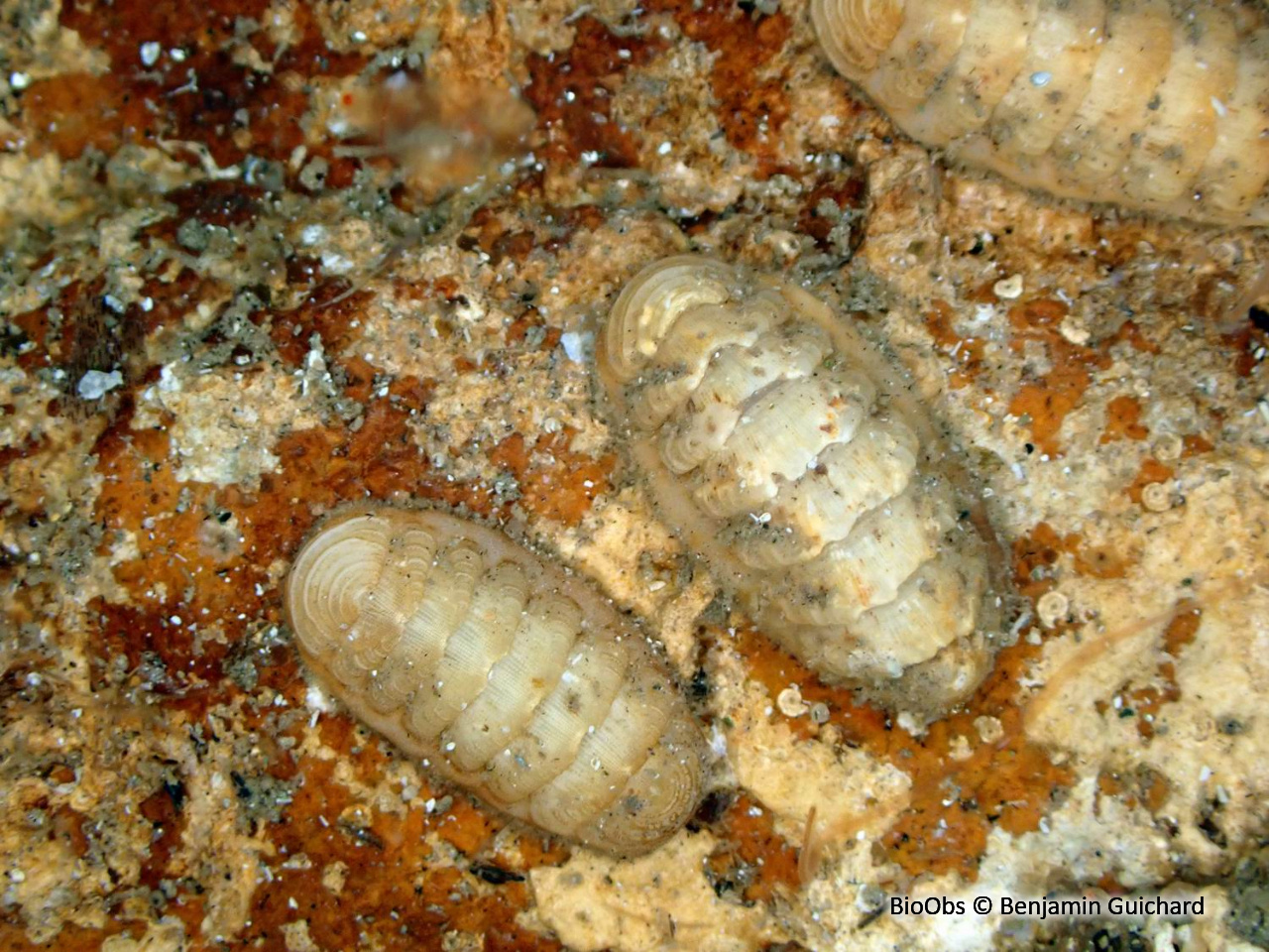 Chiton écailleux - Lepidopleurus cajetanus - Benjamin Guichard - BioObs