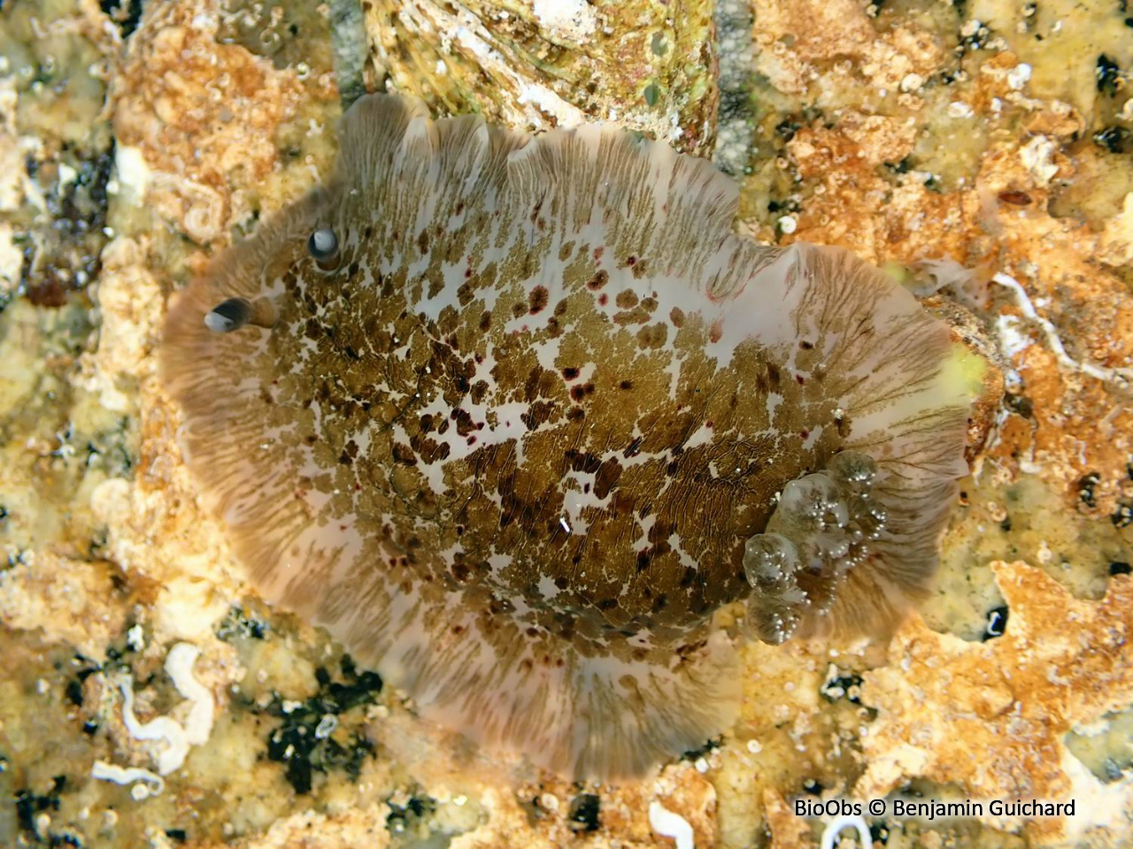 Doris grande fleur - Dendrodoris grandiflora - Benjamin Guichard - BioObs