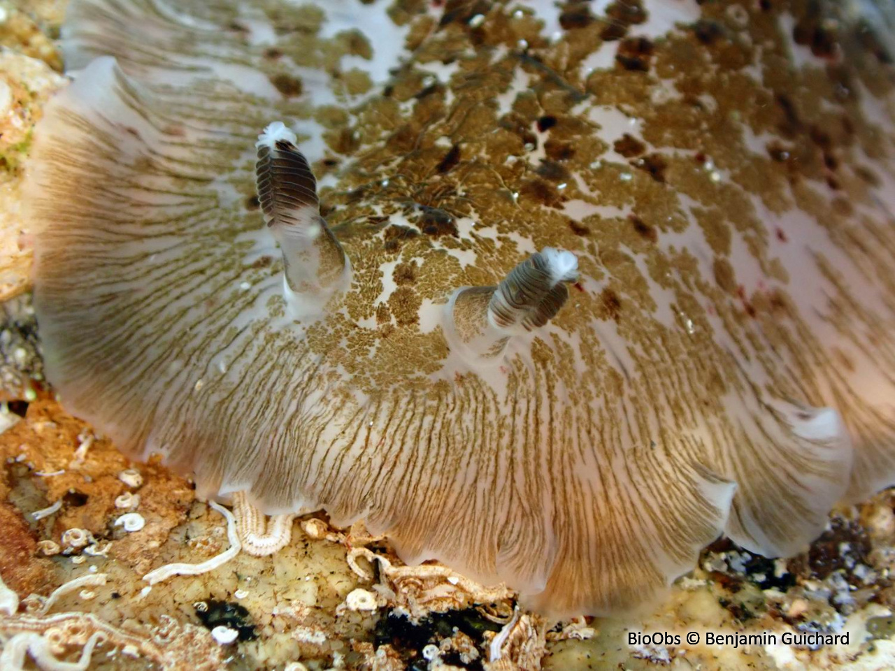 Doris grande fleur - Dendrodoris grandiflora - Benjamin Guichard - BioObs