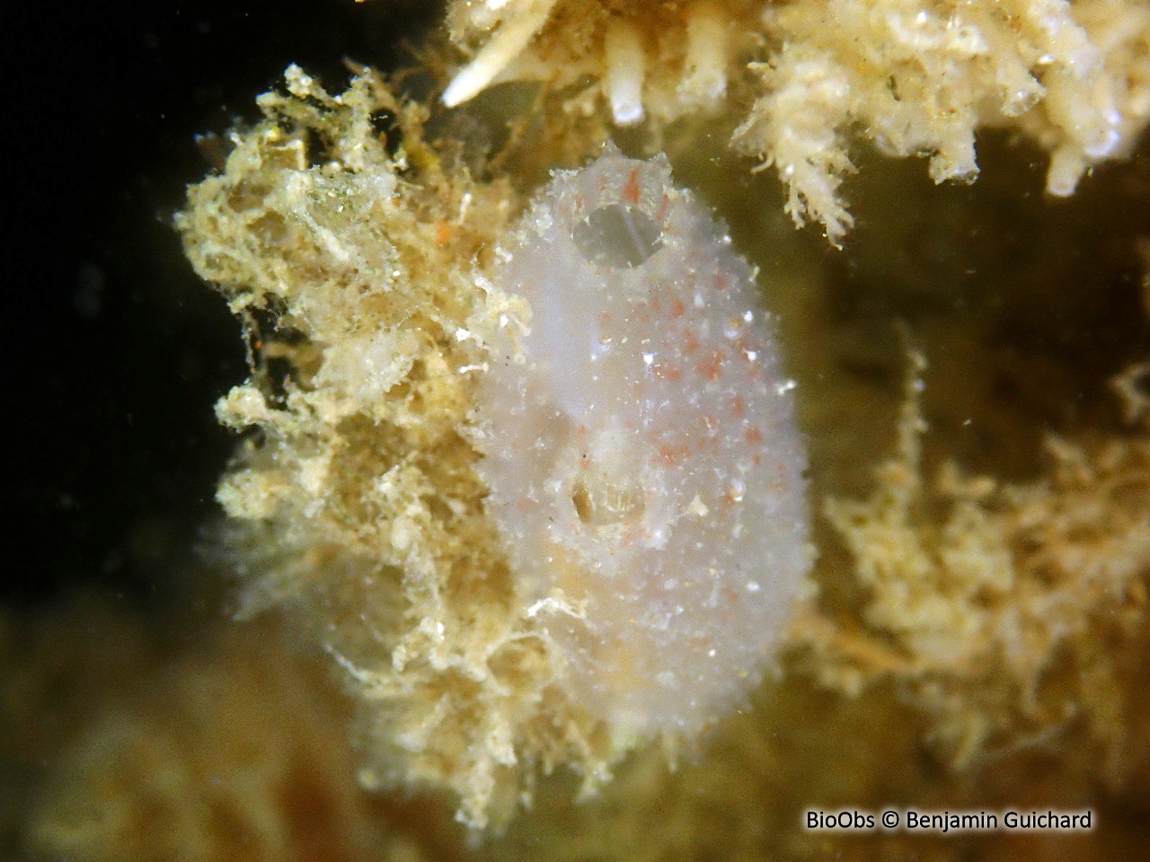 Ascidie rugueuse - Ascidiella scabra - Benjamin Guichard - BioObs