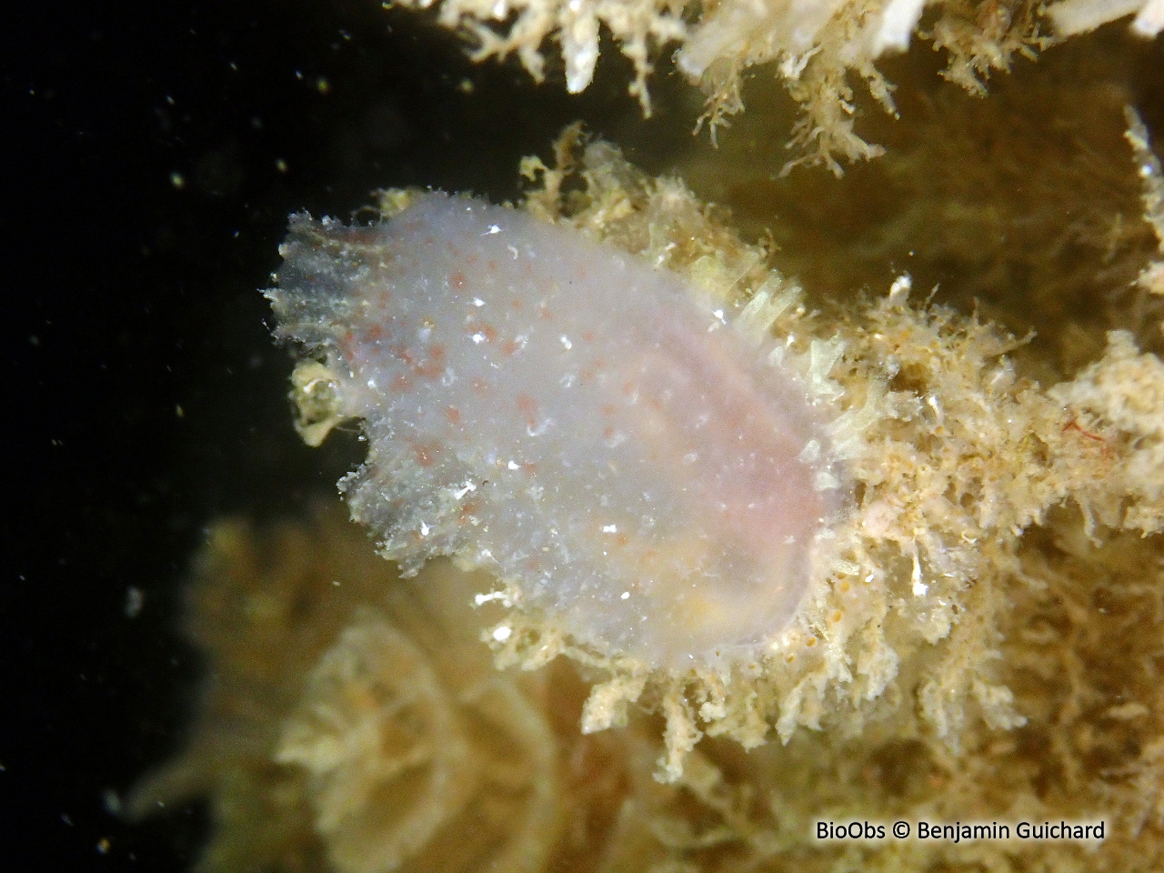 Ascidie rugueuse - Ascidiella scabra - Benjamin Guichard - BioObs