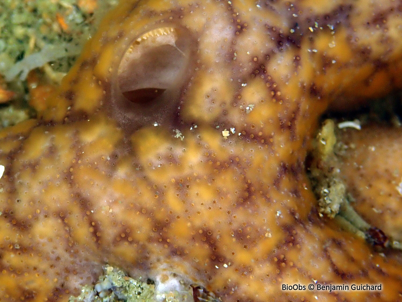 Didemne coriace - Didemnum coriaceum - Benjamin Guichard - BioObs