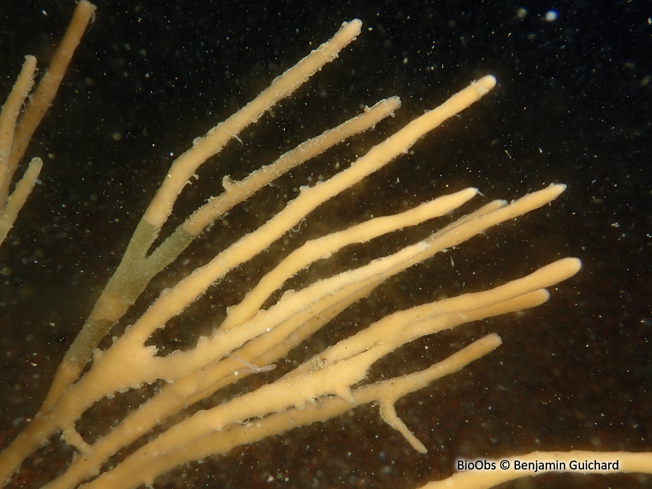 Chaline oculée - Haliclona (Haliclona) oculata - Benjamin Guichard - BioObs