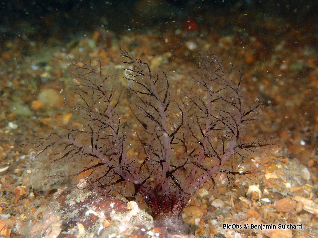Lèche-doigts épineux - Thyone roscovita - Benjamin Guichard - BioObs
