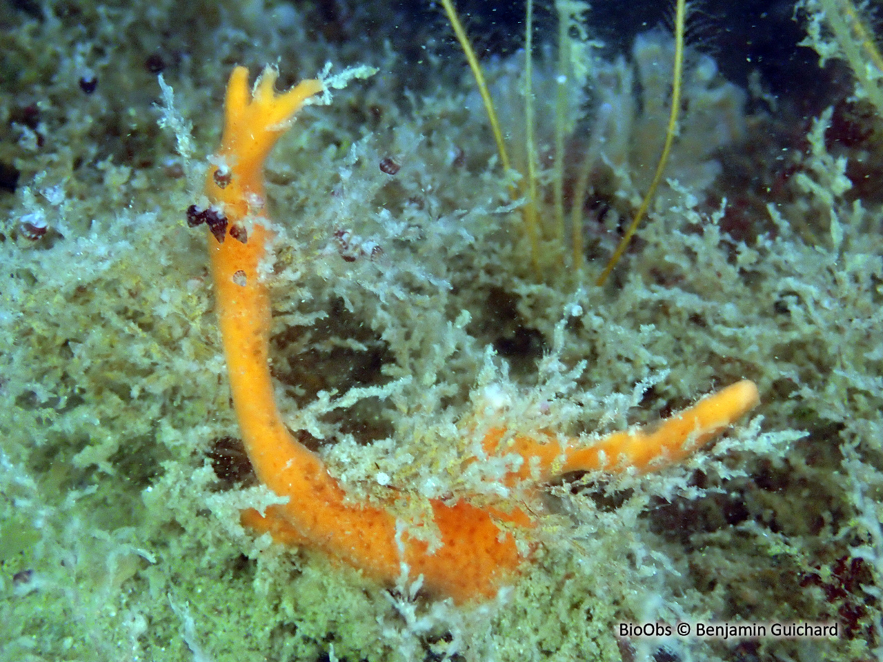 Eponge mousse de carotte - Amphilectus fucorum - Benjamin Guichard - BioObs