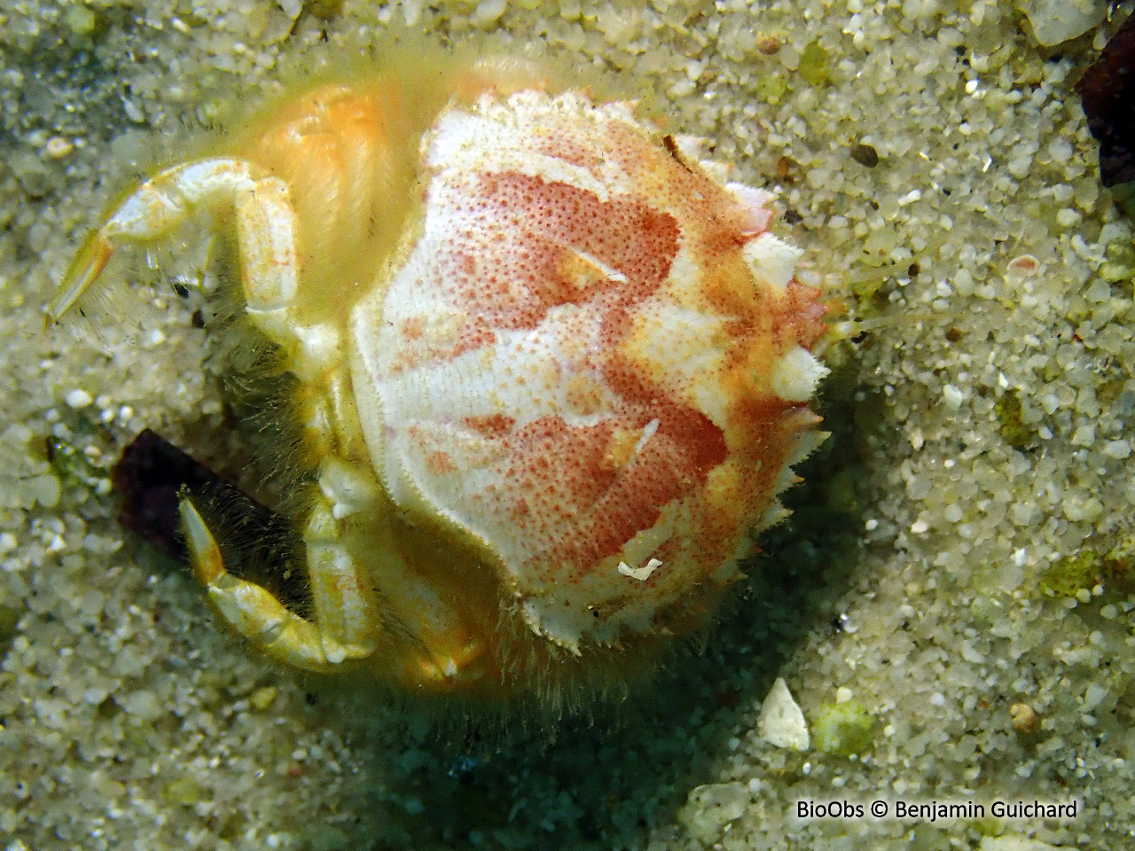 Grand crabe circulaire - Atelecyclus undecimdentatus - Benjamin Guichard - BioObs