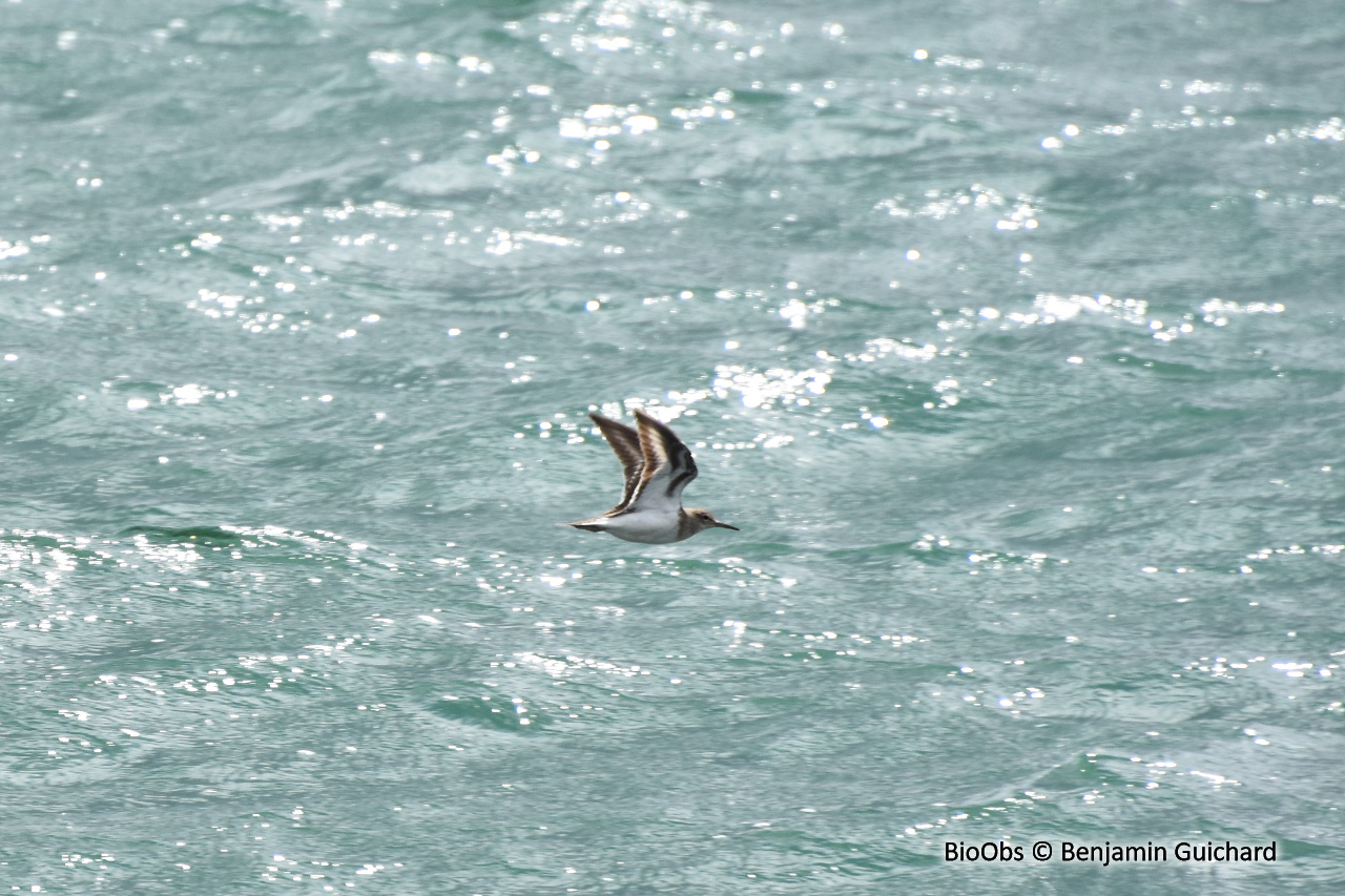 Chevalier guignette - Actitis hypoleucos - Benjamin Guichard - BioObs