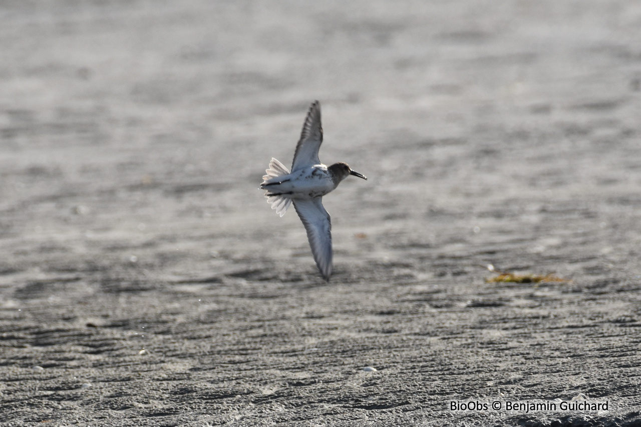 Bécasseau variable - Calidris alpina - Benjamin Guichard - BioObs