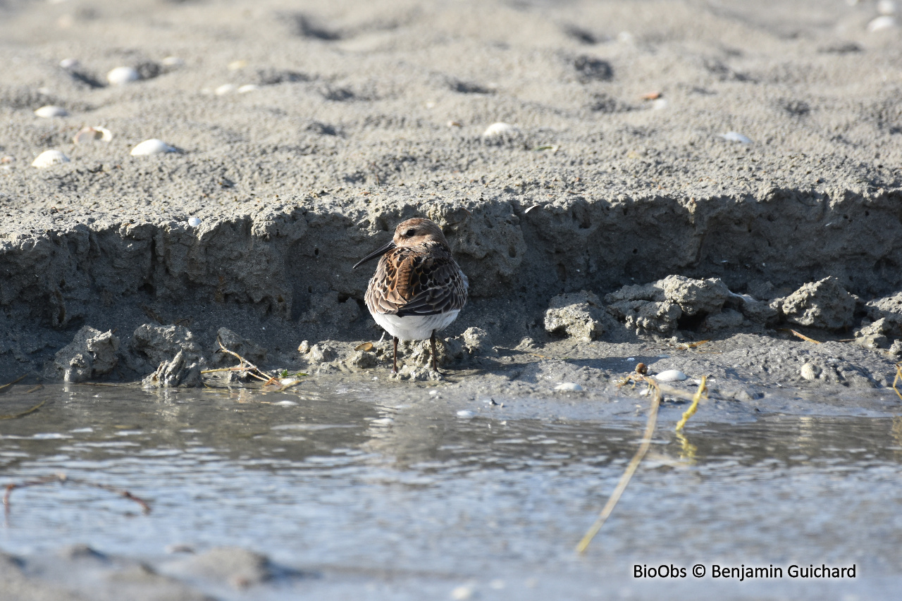 Bécasseau variable - Calidris alpina - Benjamin Guichard - BioObs