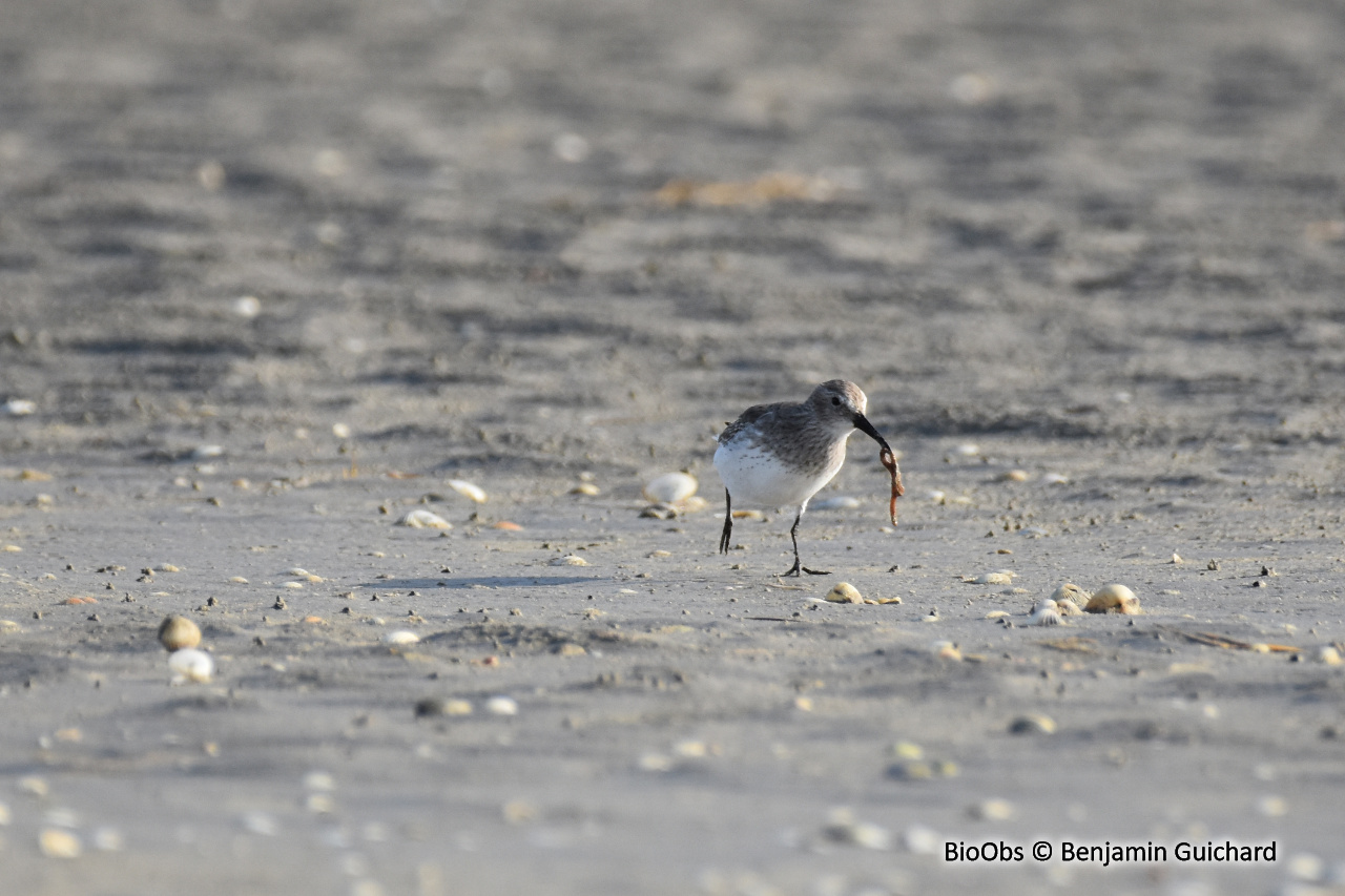 Bécasseau variable - Calidris alpina - Benjamin Guichard - BioObs