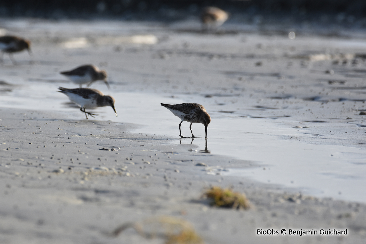 Bécasseau variable - Calidris alpina - Benjamin Guichard - BioObs