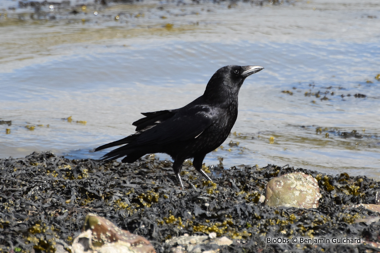 Corneille noire - Corvus corone - Benjamin Guichard - BioObs