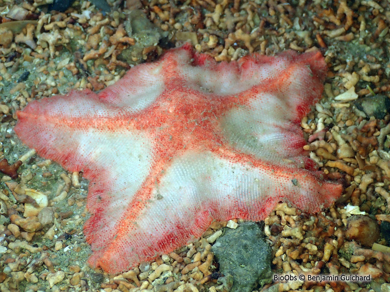 Etoile patte-d'oie - Anseropoda placenta - Benjamin Guichard - BioObs