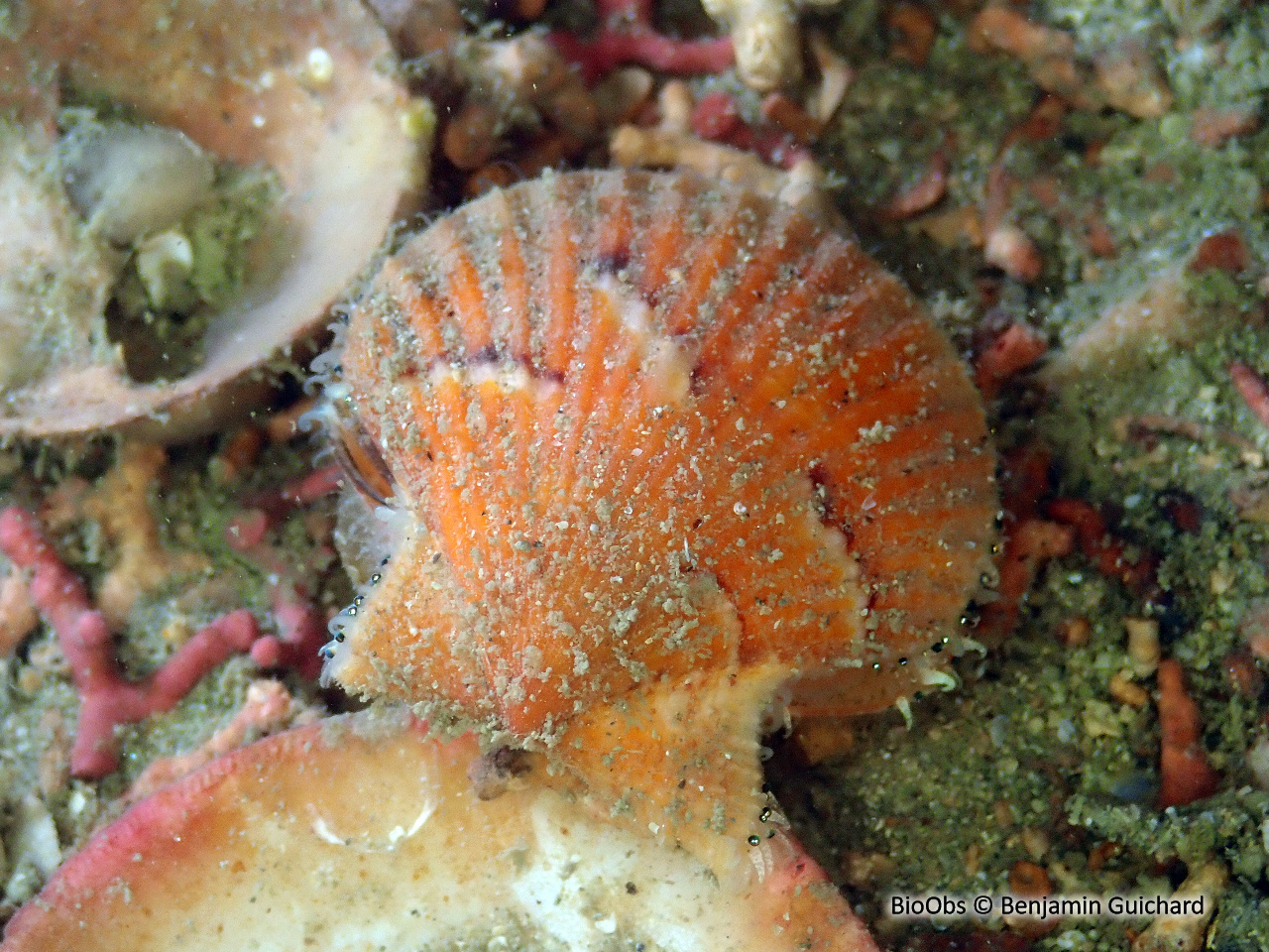 Peigne operculé - Aequipecten opercularis - Benjamin Guichard - BioObs