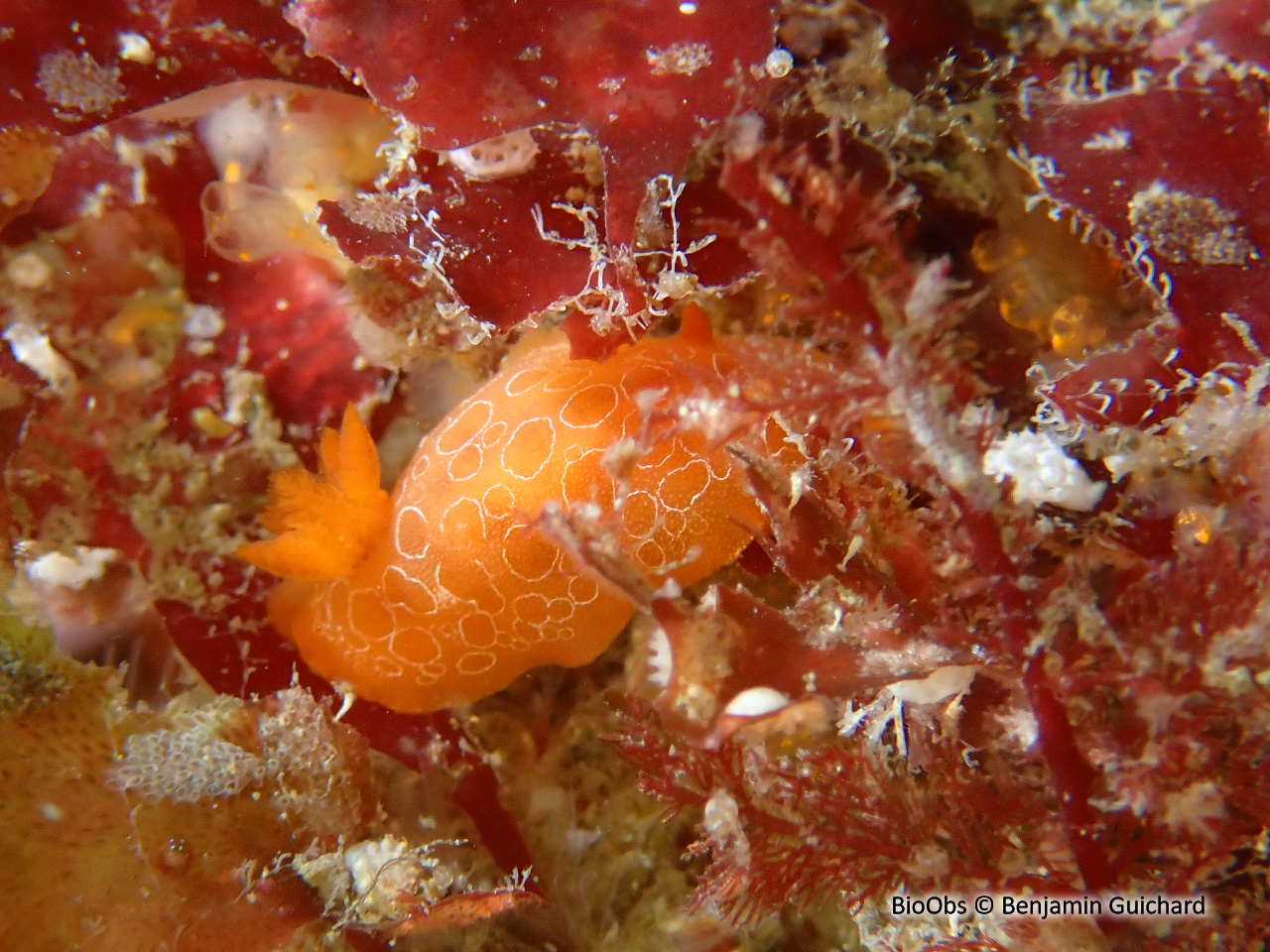 Doris orange - Discodoris rosi - Benjamin Guichard - BioObs