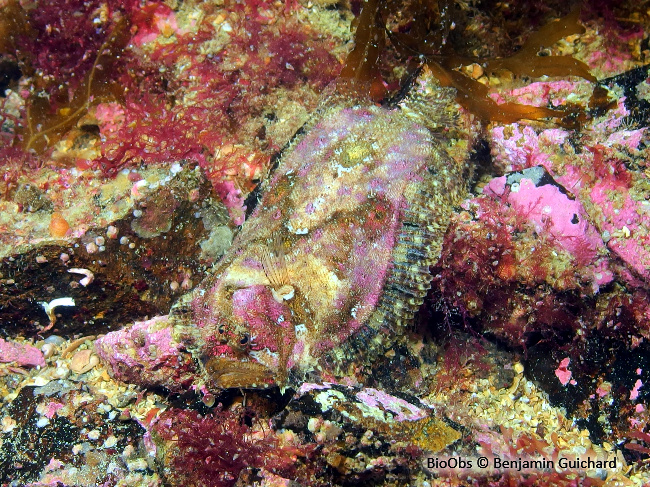 Cardine chevelue - Zeugopterus regius - Benjamin Guichard - BioObs