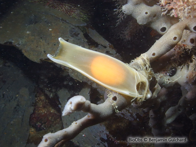 Grande roussette ponte - Scyliorhinus - Benjamin Guichard - BioObs