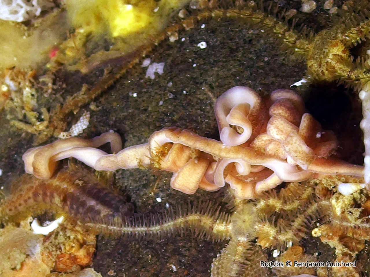 Nématomorphe - Nectonema sp. - Benjamin Guichard - BioObs