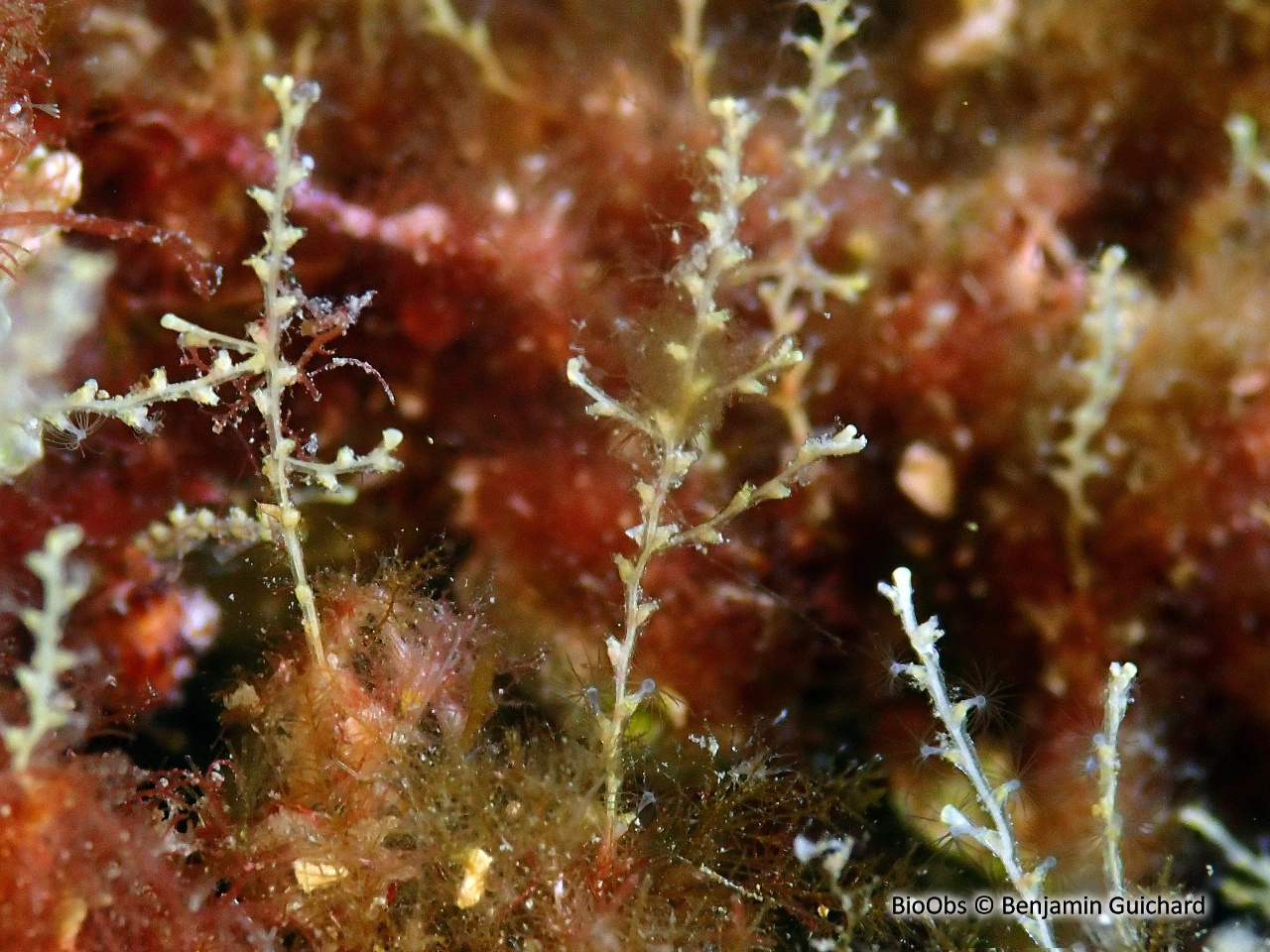 Sertularelle de Méditerranée - Sertularella mediterranea - Benjamin Guichard - BioObs