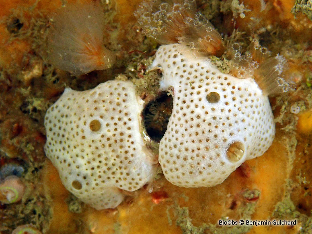 Didemne lisse perforé - Lissoclinum perforatum - Benjamin Guichard - BioObs