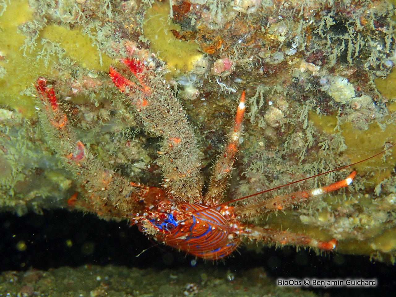 Galathée bicolore - Galathea strigosa - Benjamin Guichard - BioObs