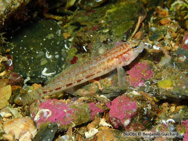 Gobie de Steven - Gobius gasteveni - Benjamin Guichard - BioObs