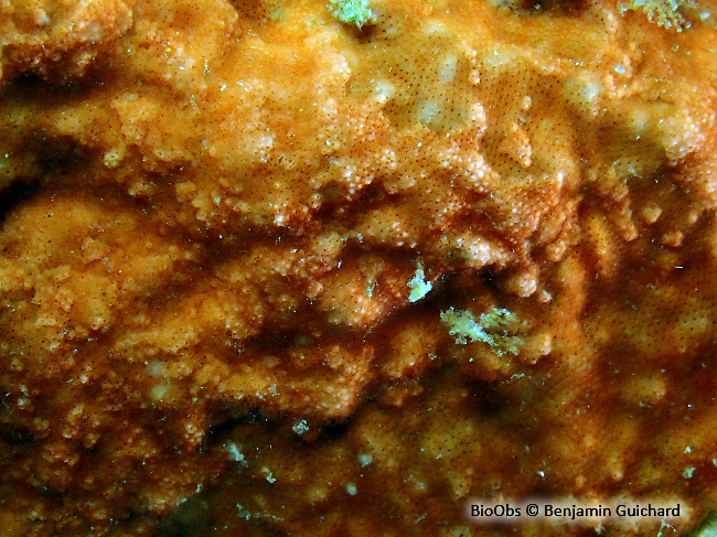 Grand schizomavelle rouge - Schizomavella sarniensis - Benjamin Guichard - BioObs