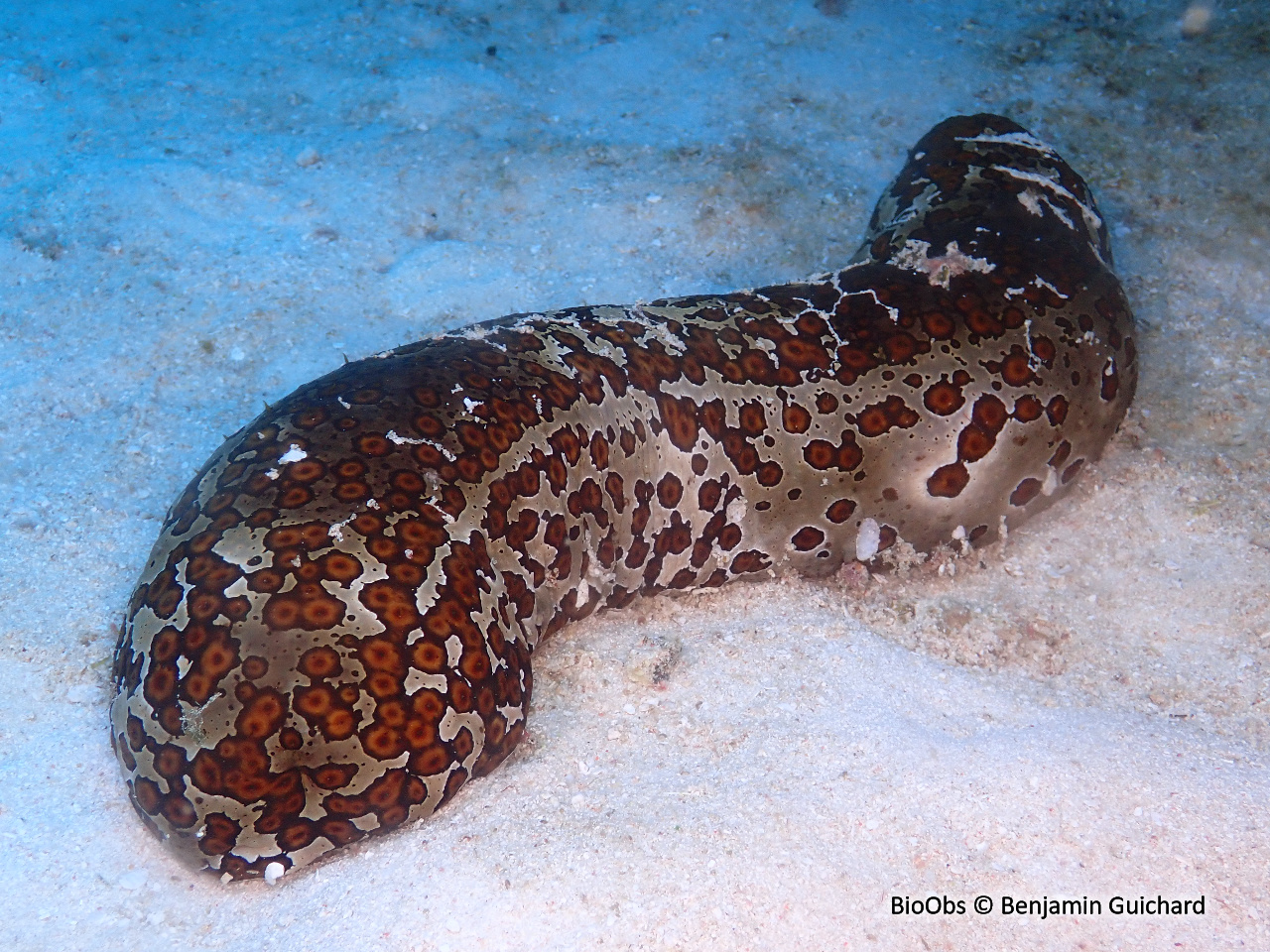 Holothurie léopard - Bohadschia argus - Benjamin Guichard - BioObs