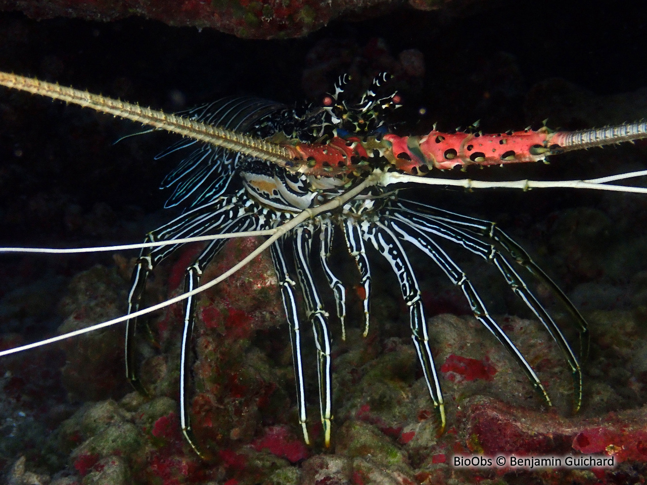 Langouste peinte - Panulirus versicolor - Benjamin Guichard - BioObs