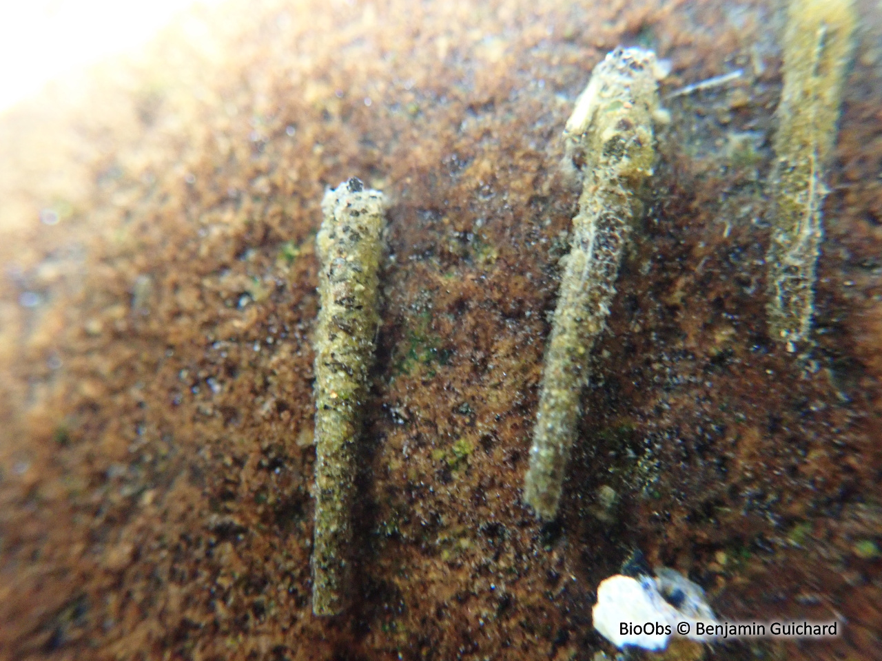 Larves de trichoptères - Trichoptera sp. - Benjamin Guichard - BioObs