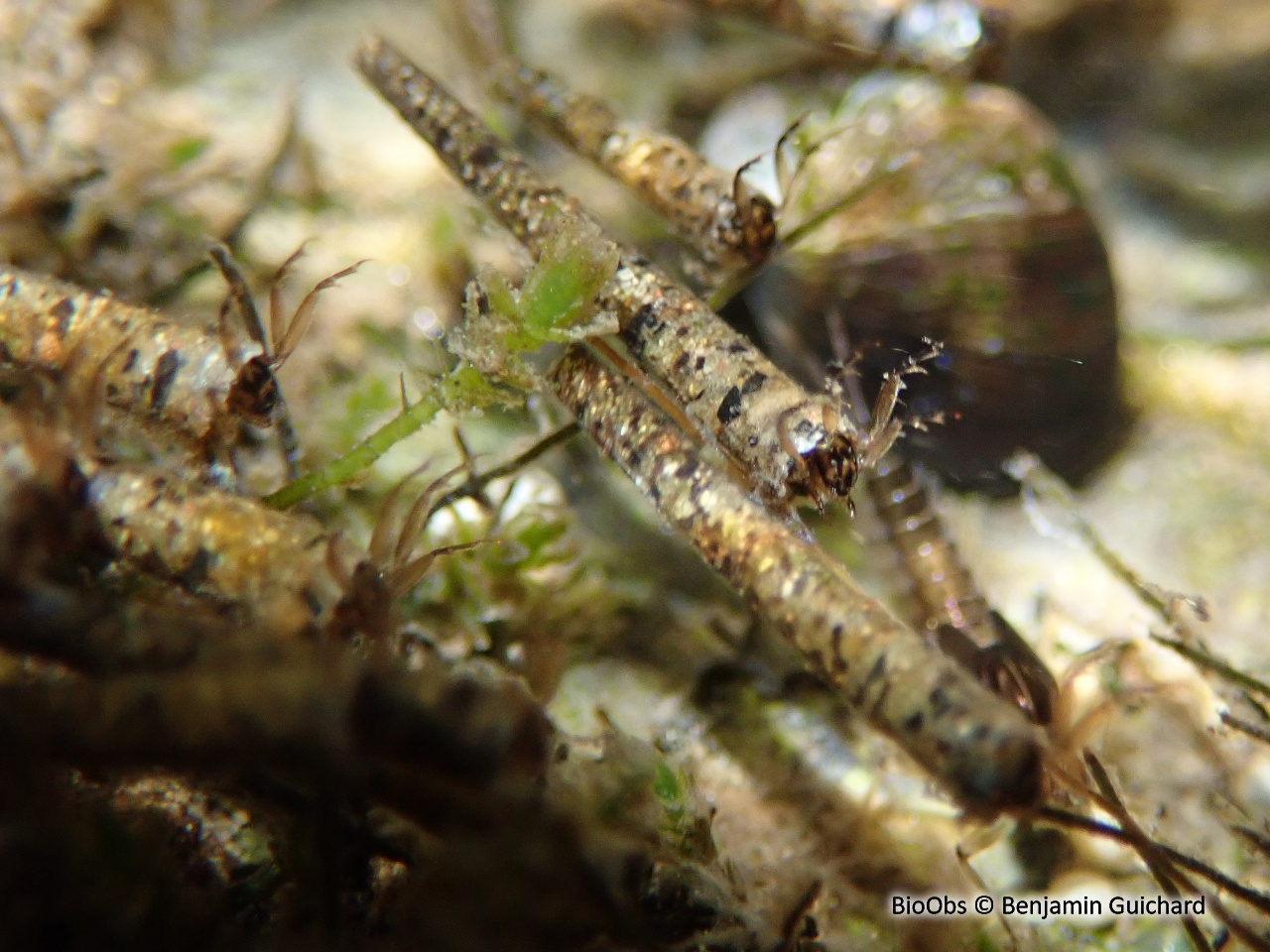 Larves de trichoptères - Trichoptera sp. - Benjamin Guichard - BioObs