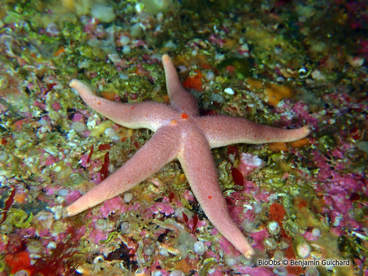 Etoile de mer Henricia - Henricia sp - Benjamin Guichard - BioObs