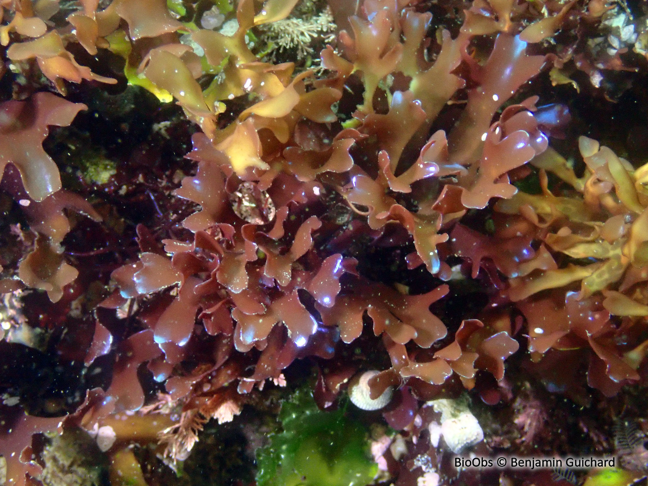 Goémon frisé - Chondrus crispus - Benjamin Guichard - BioObs