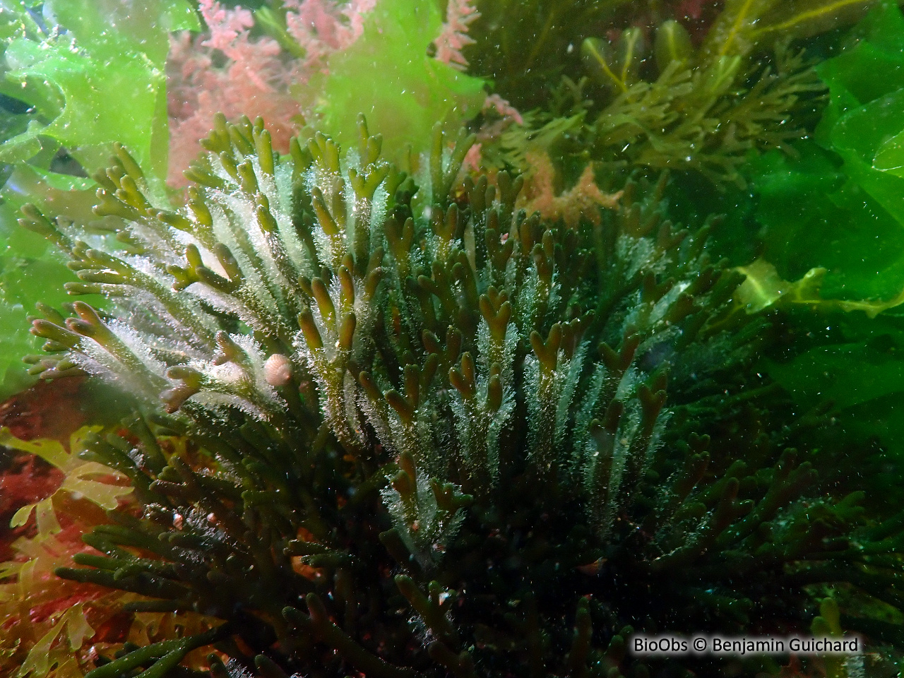 Codium fragile - Codium fragile - Benjamin Guichard - BioObs