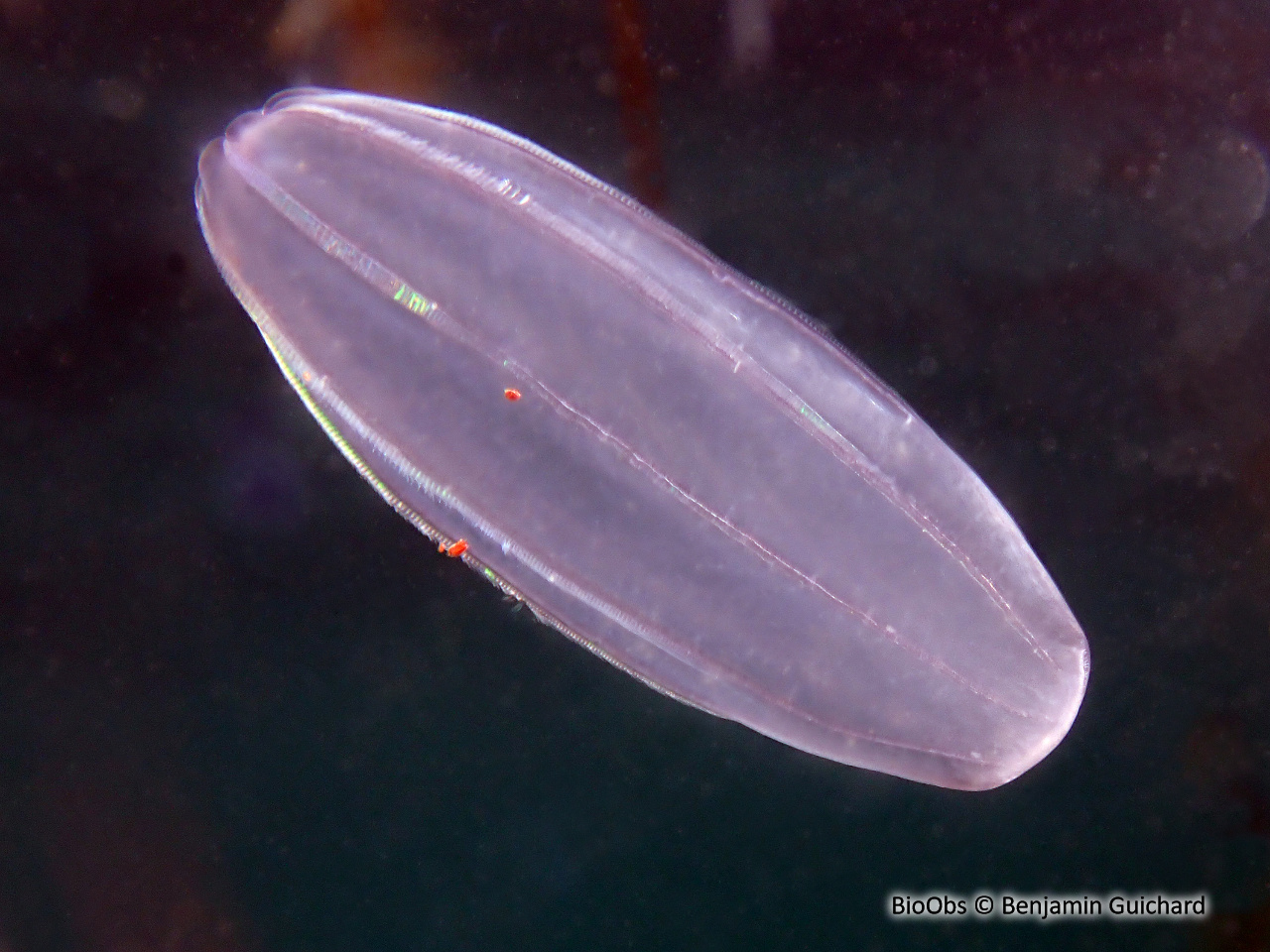 Béroé ovale - Beroe ovata - Benjamin Guichard - BioObs