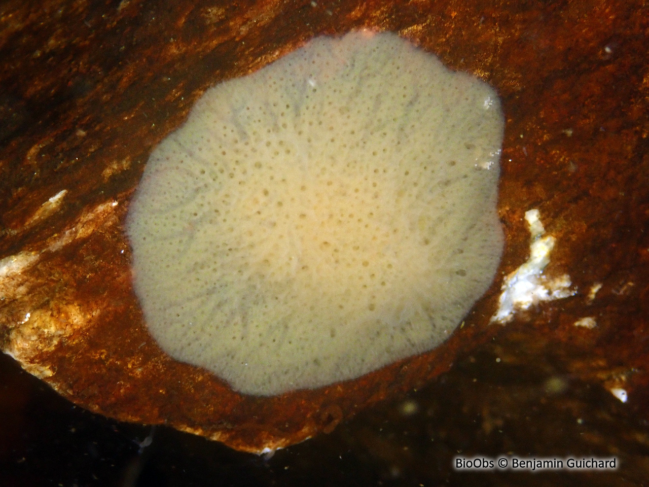 Eponge d'eau douce - Spongilla lacustris - Benjamin Guichard - BioObs