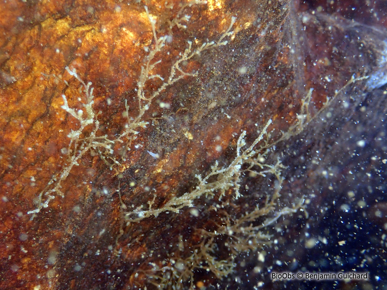 Frédéricelle sultane - Fredericella sultana - Benjamin Guichard - BioObs