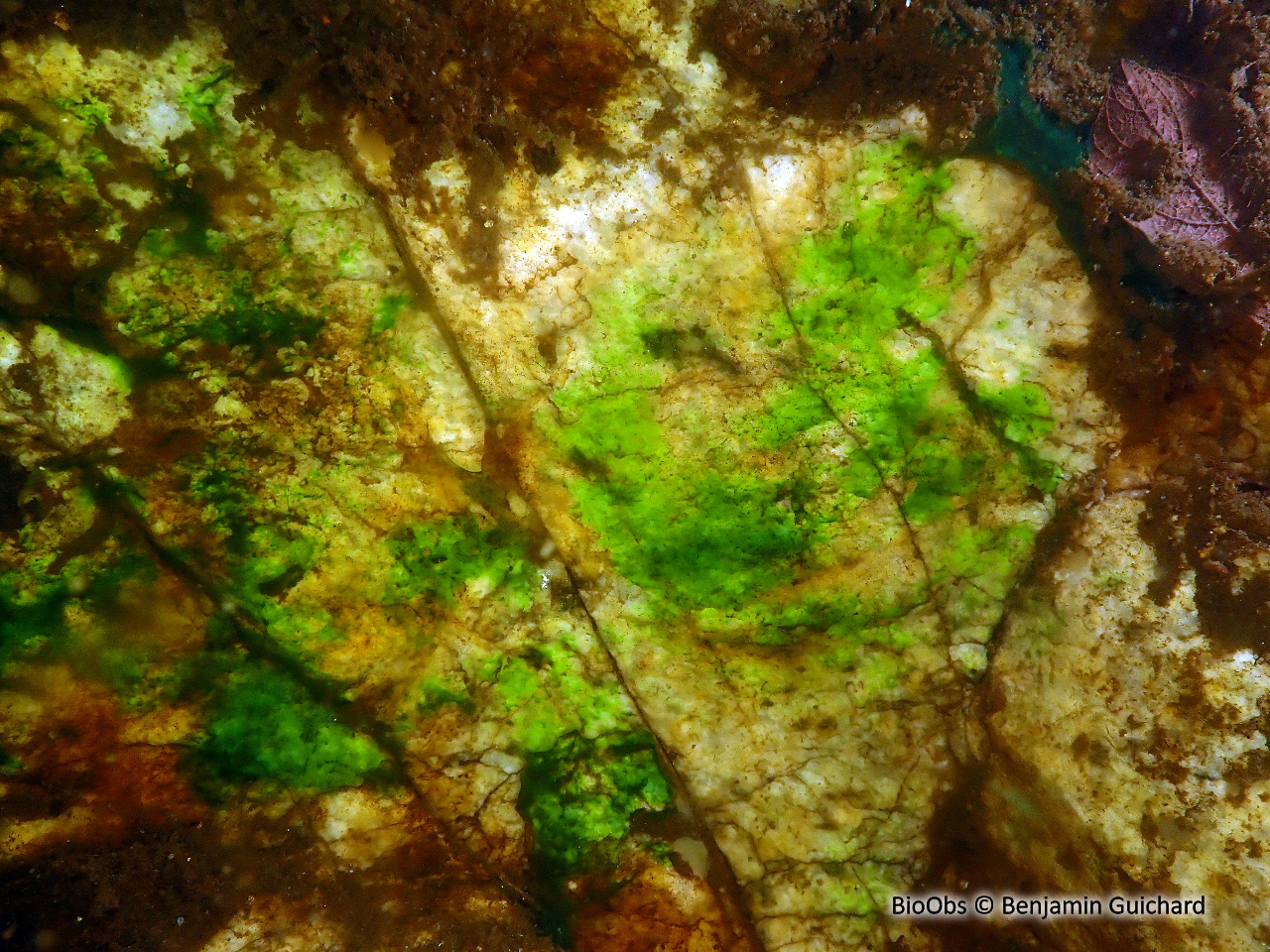 Cyanobactérie de Martens - Lyngbya martensiana - Benjamin Guichard - BioObs