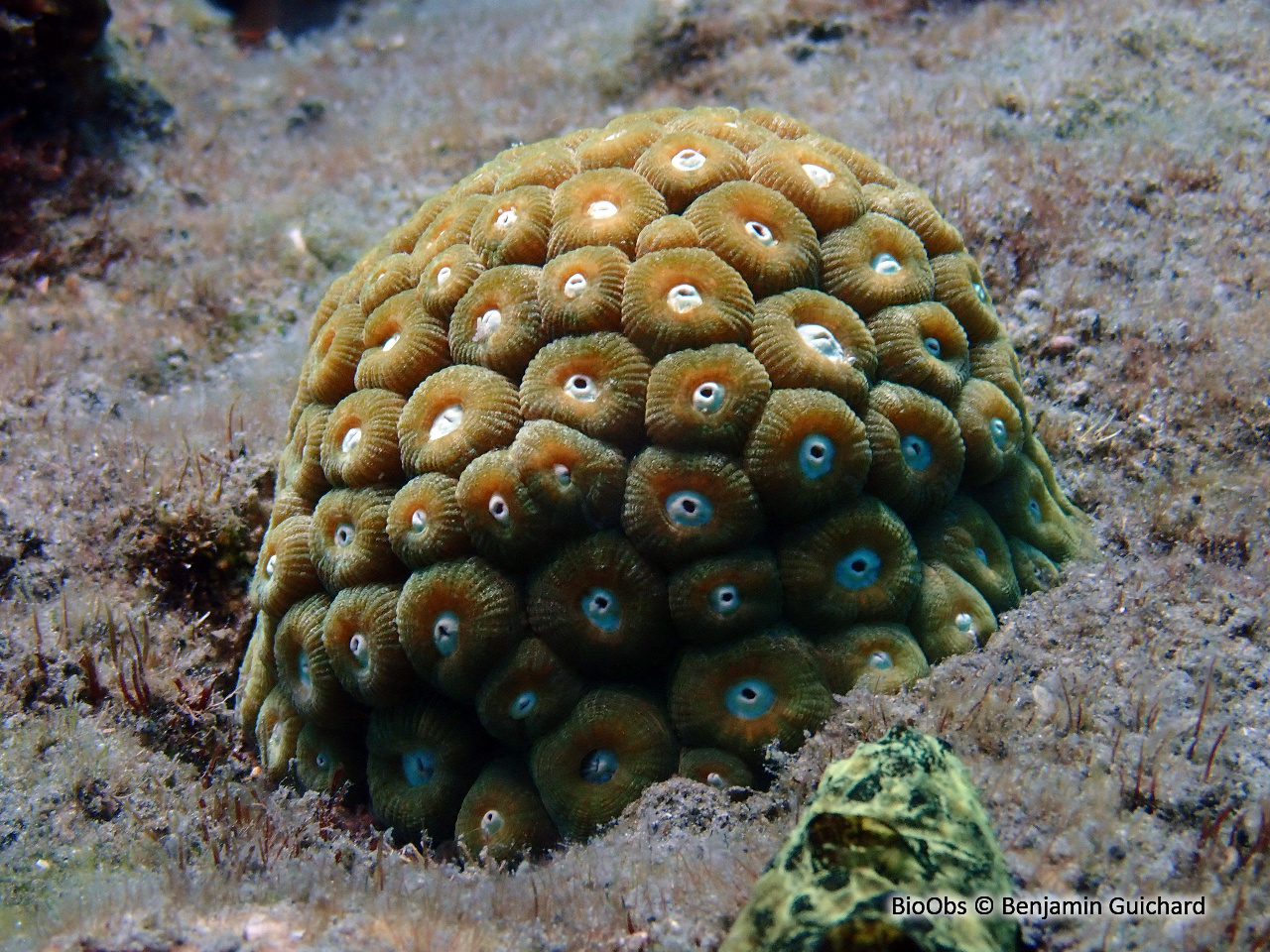 Grand corail étoilé - Montastraea cavernosa - Benjamin Guichard - BioObs