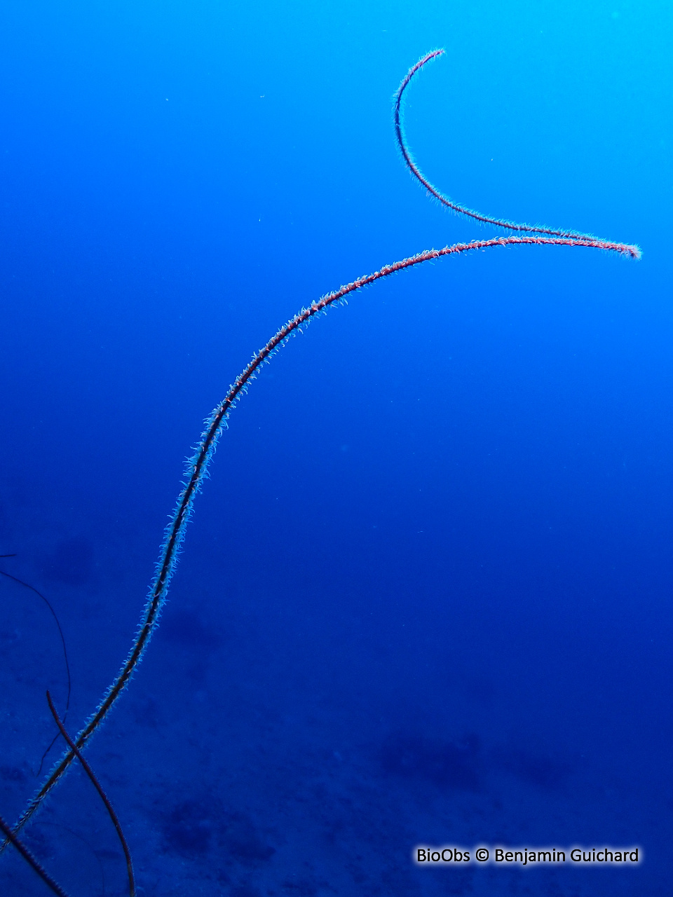 Corail fil de fer - Stichopathes luetkeni - Benjamin Guichard - BioObs