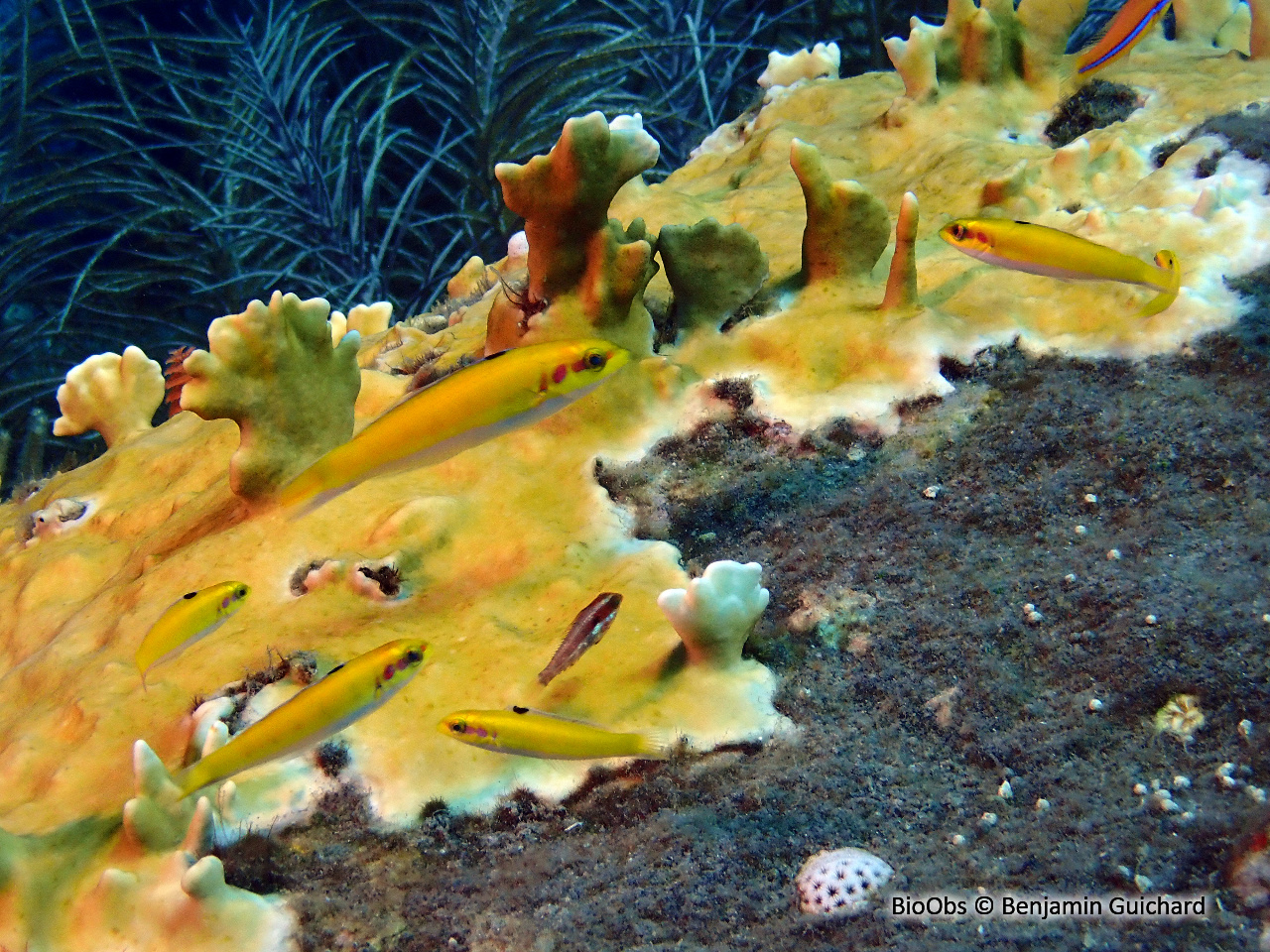 Girelle à tête bleue - Thalassoma bifasciatum - Benjamin Guichard - BioObs