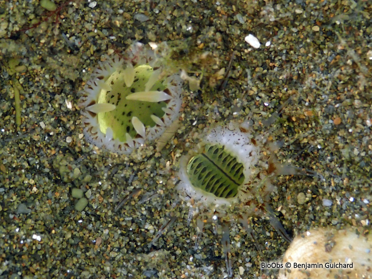 Couteau courbe - Ensis ensis - Benjamin Guichard - BioObs