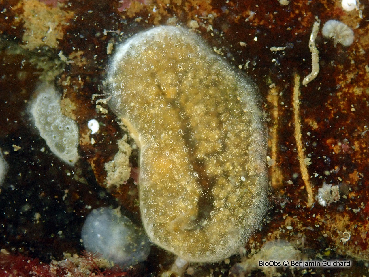 Didemne de Lahille - Didemnum lahillei - Benjamin Guichard - BioObs