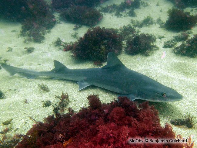 Emissole tachetée - Mustelus asterias - Benjamin Guichard - BioObs