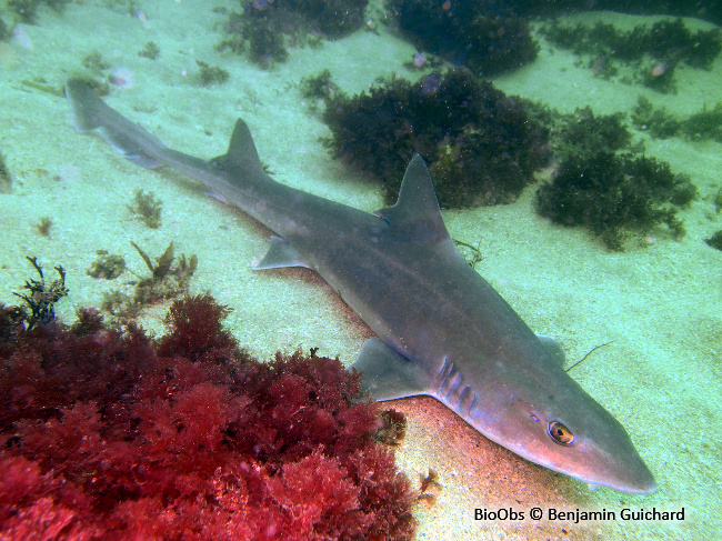 Emissole tachetée - Mustelus asterias - Benjamin Guichard - BioObs