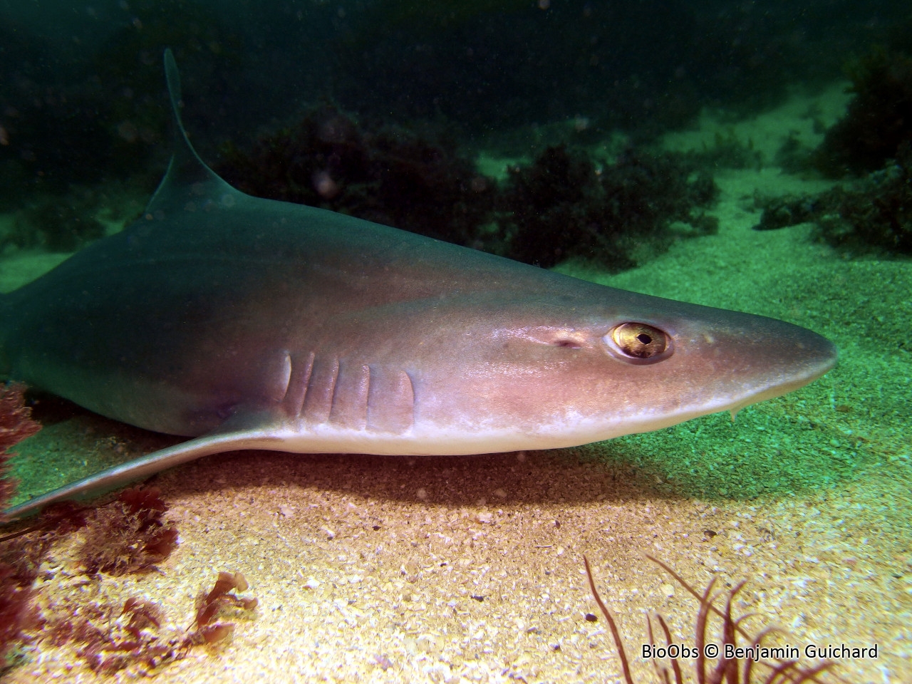 Emissole tachetée - Mustelus asterias - Benjamin Guichard - BioObs