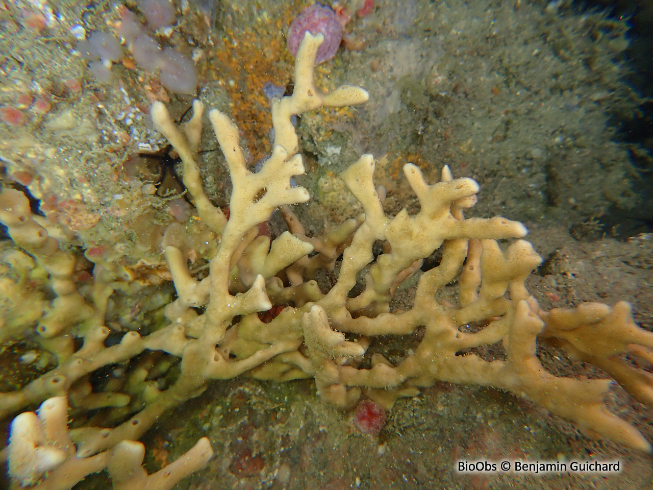 Eponge tubes de fer - Haliclona (Haliclona) simulans - Benjamin Guichard - BioObs